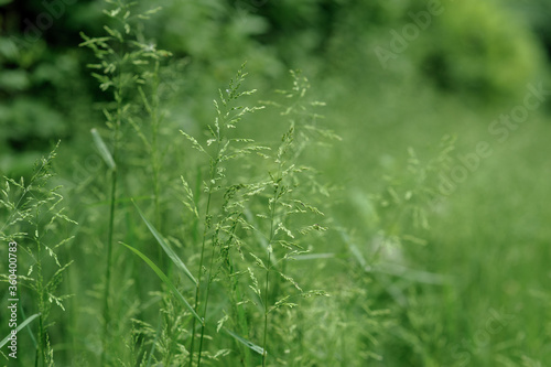 Green wild grass on the sidelines. Close-up.