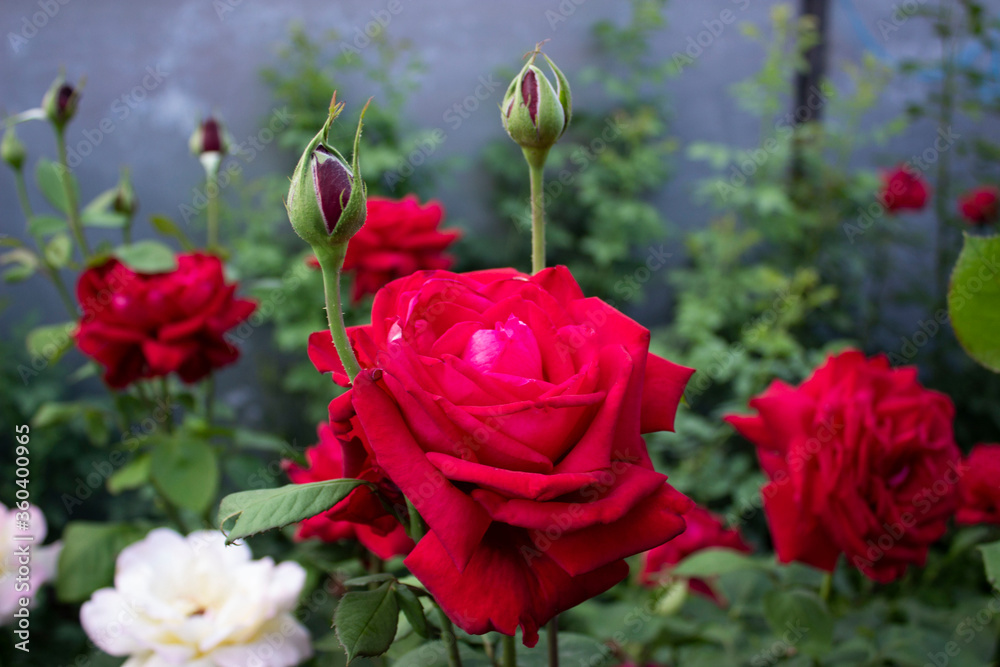 Large blooming red roses. Spring blooming front garden. Large blooming red roses. Spring blooming front garden.