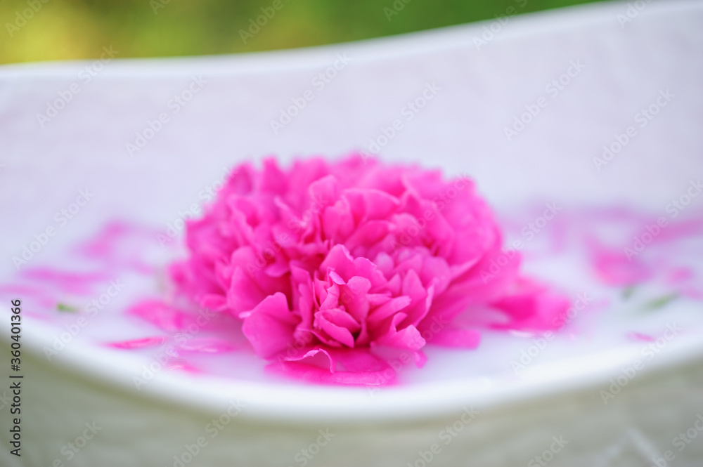 Peony flower with petals in a milk bath.