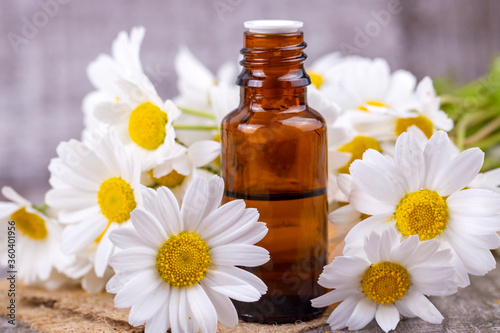 Essential oil in glass bottle with fresh chamomile flowers, beauty treatment.