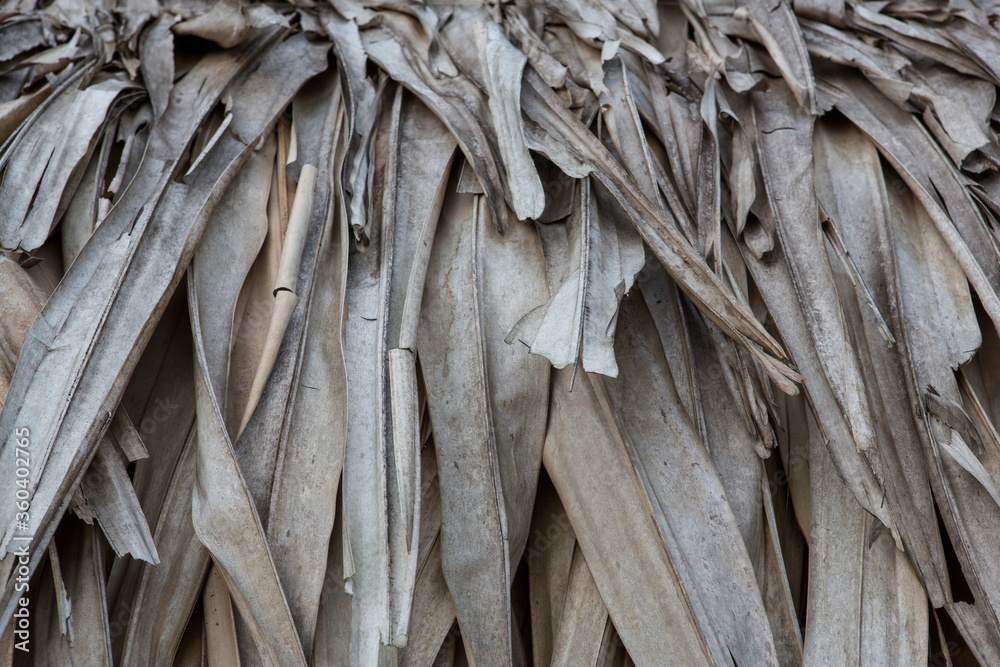 filled frame close up background wallpaper shot of a grey beige dry banana leaves thatched wall forming beautiful patterns and shapes filled frame close up background wallpaper shot of a grey beige dry banana leaves thatched wall forming beautiful patterns and shapes