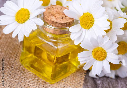 Essential oil in glass bottle with fresh chamomile flowers  beauty treatment.