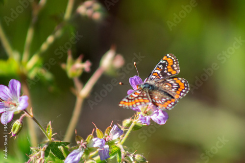 wild butterfly on a natural background