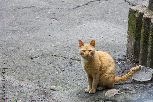 A pet with scratches around the eyes unattended. A wounded red cat sits on the pavement in the city. A fluffy stray cat is looking at the camera. © Anastasiya Naunyka