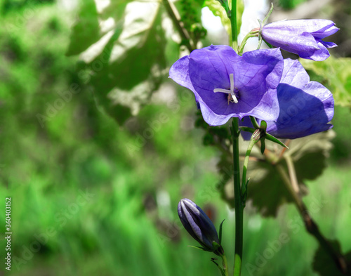 Blooming blue bell