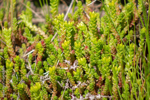 natural background of wild succulents