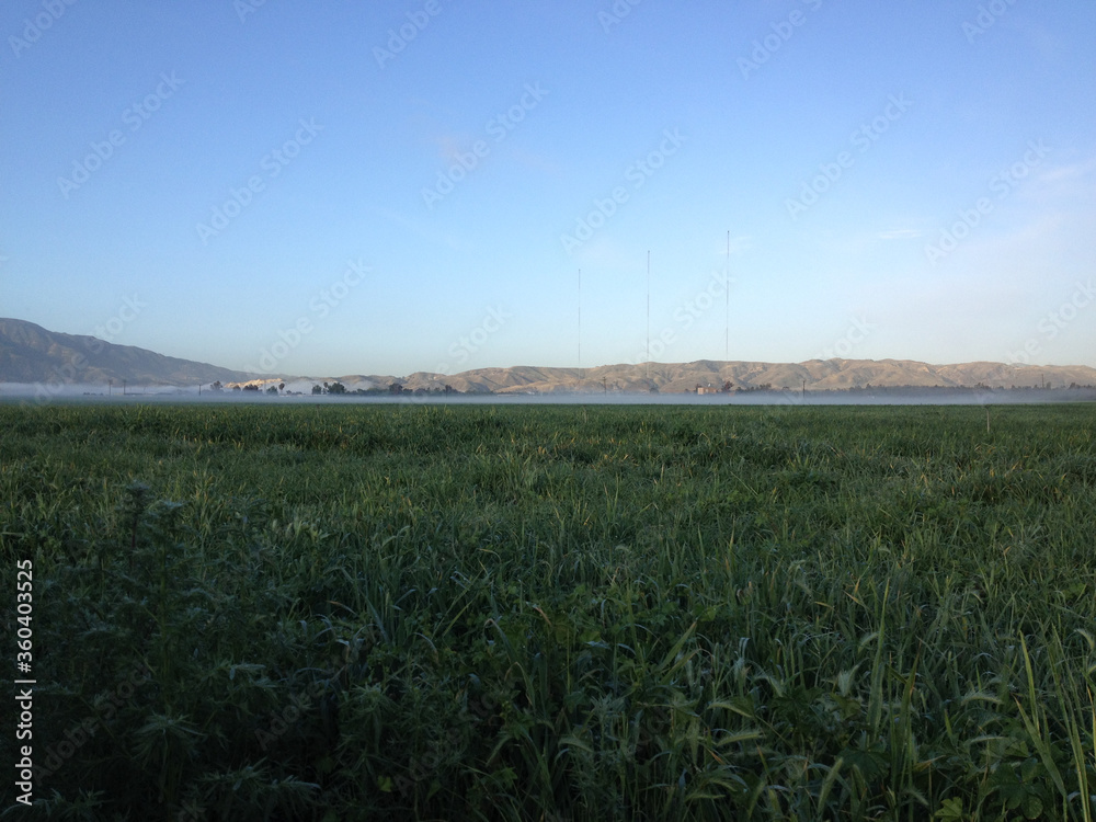 Fertile green rich farmland field by mountain plain crop with morning dew sunrise wet haze fog horizon