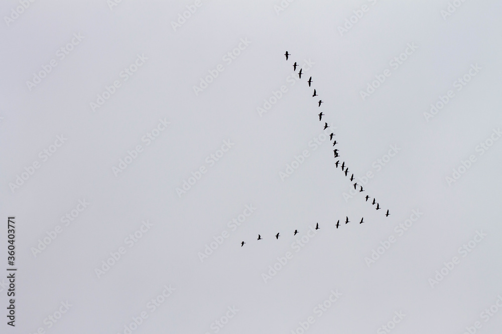 minimalism a flock of migrating birds minimalism a flock of migrating birds