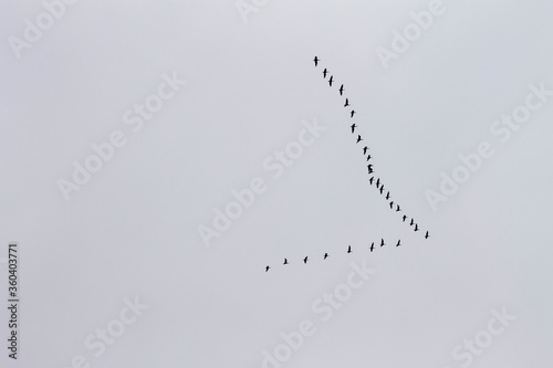 minimalism a flock of migrating birds
