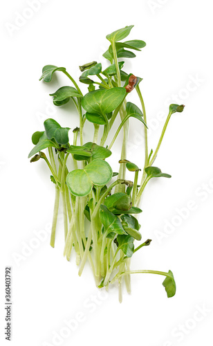 Bunch of micro green sprouts isolated on white background