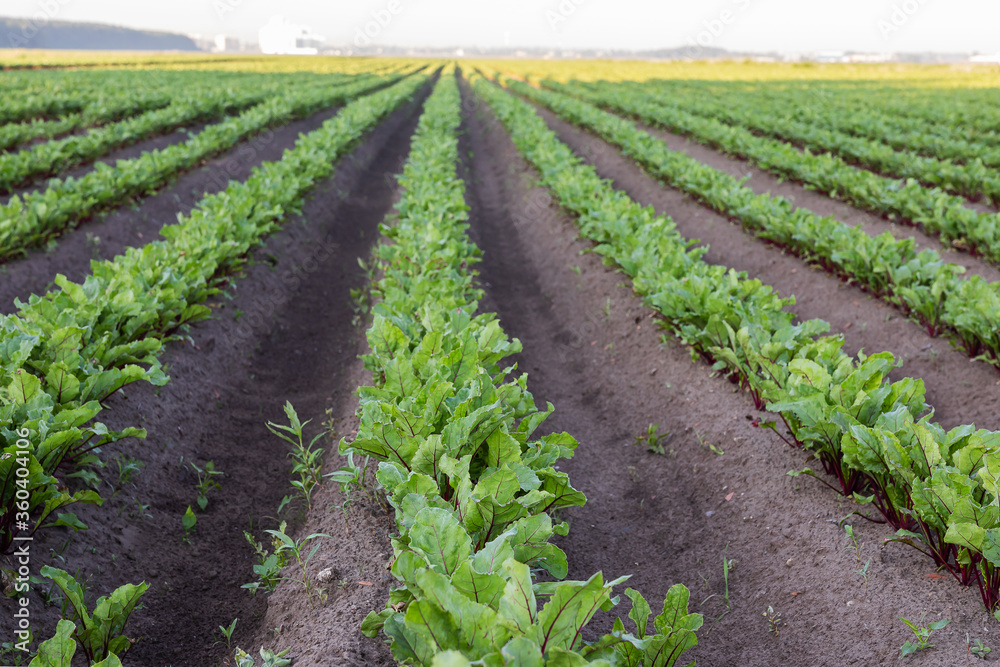 Sugar beet crops field, agricultural landscape. A field of beets at dawn, with several high-rise buildings in the background. Seedlings in even rows.