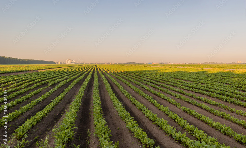 Sugar beet crops field, agricultural landscape. A field of beets at dawn, with several high-rise buildings in the background. Seedlings in even rows.