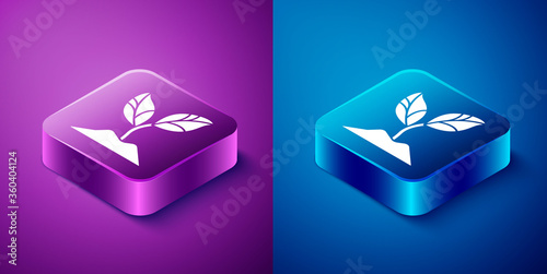 Isometric Plant icon isolated on blue and purple background. Seed and seedling. Leaves sign. Leaf nature. Square button. Vector Illustration.