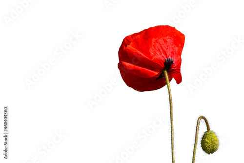 Isolated poppy flower on white background photo