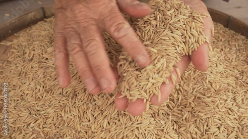 The old woman inspected the rice seeds to be cultivated
