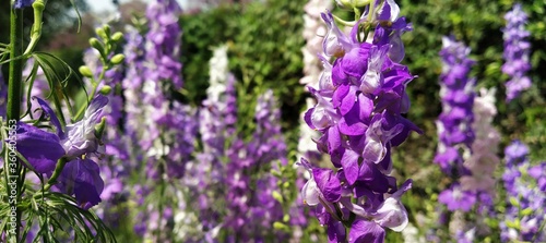 lavender flowers in the garden