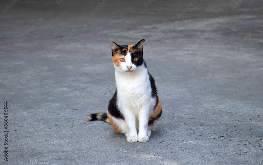 Portrait of a magnificent domestic calico cat, sitting on grey background and looking straight to the camera. Portrait of a magnificent domestic calico cat, sitting on grey background and looking straight to the camera.