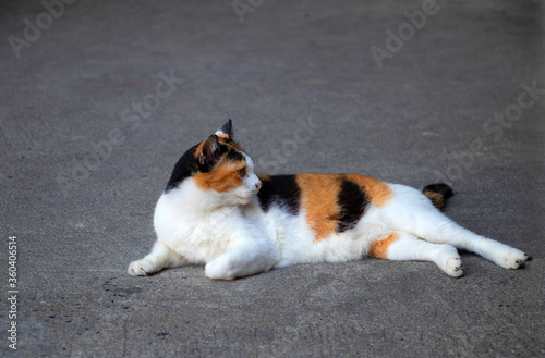 A magnificent domestic tricolor calico cat, black, white, and orange color cat, laying down on grey floor and looking to something 