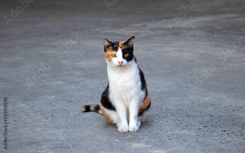 Portrait of a magnificent domestic calico cat, sitting on grey background and looking straight to the camera.