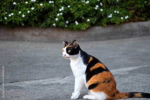 A magnificent domestic tricolor calico cat, black, white, and orange color cat, sitting on grey floor and looking to something with little white flower tree background 
