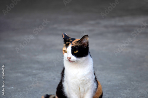 Portrait of a magnificent domestic calico cat, sitting on grey background and looking for something.