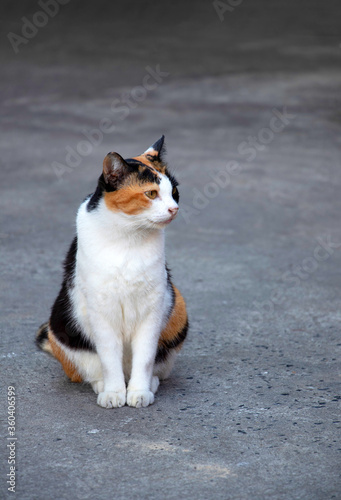 Portrait of a magnificent domestic calico cat, sitting on grey background and looking for something.