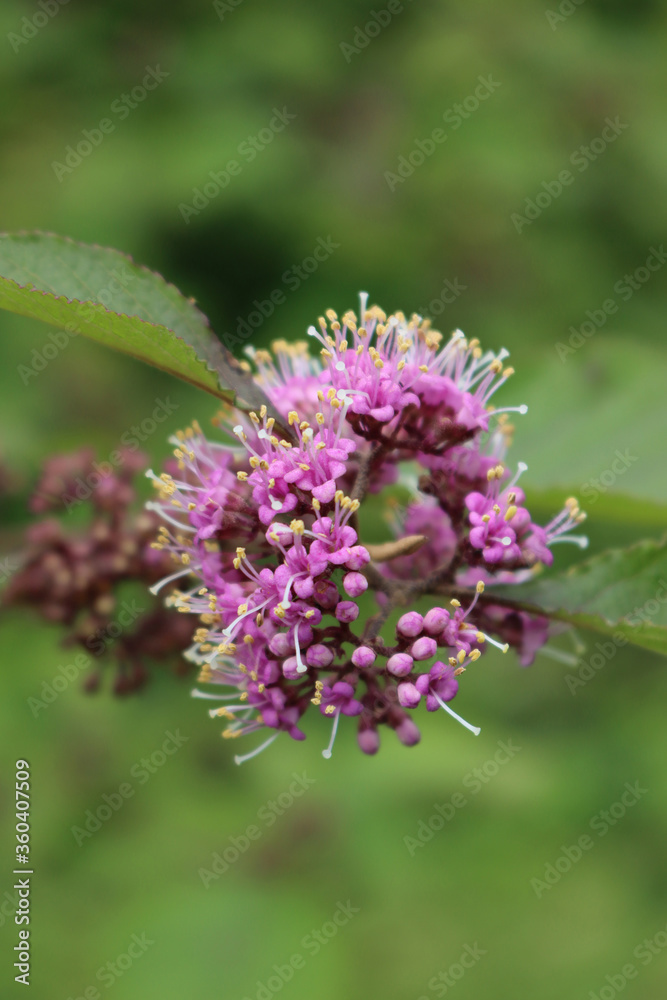 Callicarpa bodinieri branch with many purple flowers. Beautyberry bush in bloom Callicarpa bodinieri branch with many purple flowers. Beautyberry bush in bloom
