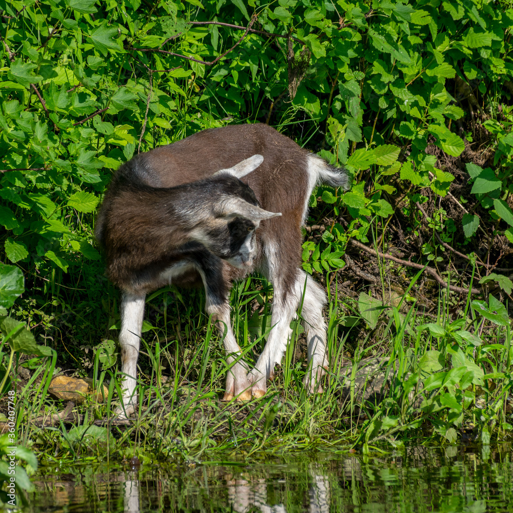summer landscape with a small goat on the river bank, a goat looking at a passing boat summer landscape with a small goat on the river bank, a goat looking at a passing boat