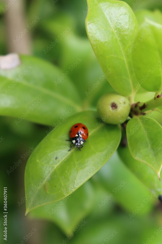 Ladybird on a green leaf. Harmonia axyridis, most commonly known as the harlequin on green leaves of Holly bush in the garden Ladybird on a green leaf. Harmonia axyridis, most commonly known as the harlequin on green leaves of Holly bush in the garden