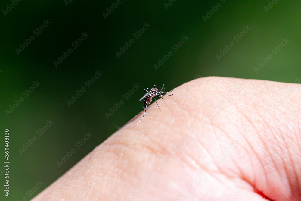 Aedes mosquitoes carrying dengue fever, malaria
Aedes mosquitoes carrying dengue fever, malaria