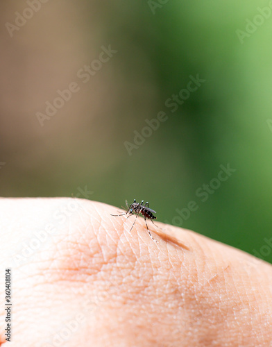 Aedes mosquitoes carrying dengue fever, malaria

