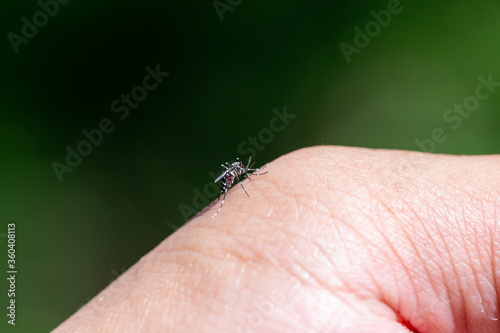Aedes mosquitoes carrying dengue fever, malaria  © jerd nakata