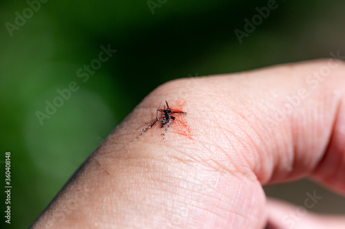 Aedes mosquitoes carrying dengue fever, malaria 