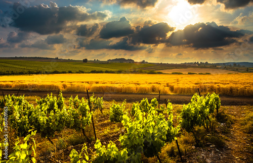 Dramatic sunset clouds over the green vineyards and golden ripe wheat/barley fields in the Ayalon valley; Shfela agricultural lowlands, Central Israel