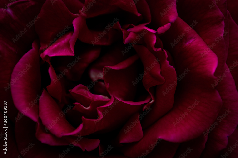 Naklejka premium Background from red rose