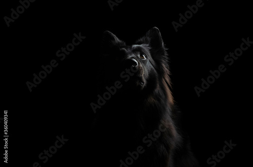Schwarzer Schäferhund auf schwarzem Hintergrund