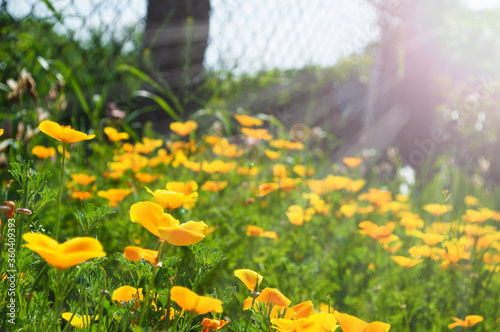 Field of California Golden Poppy