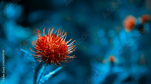 Pink thistle in macro on background of grass and other flowers