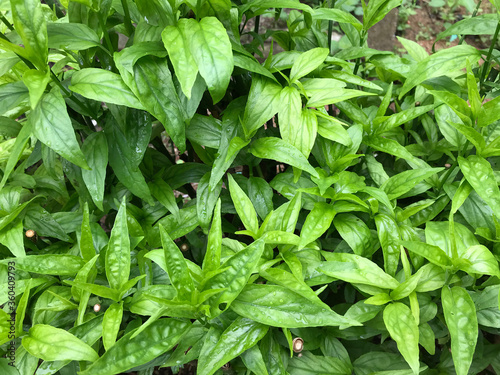 Wallpaper Mural Sabah Snake Grass (Daun Belalai Gajah) Torontodigital.ca