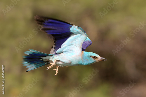 European roller adult male flying with the last lights of the evening