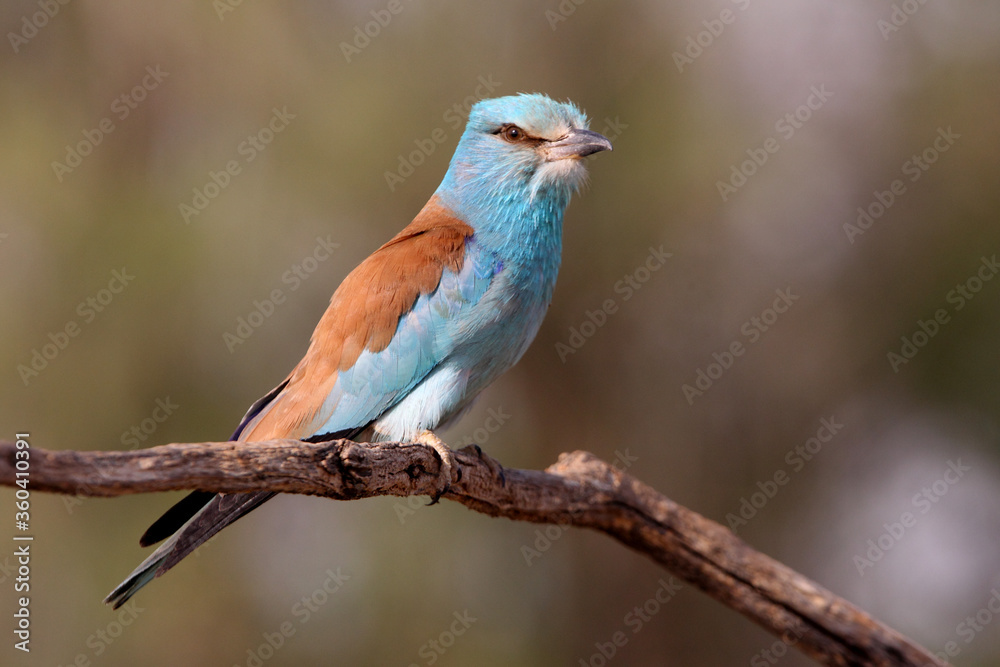 European roller with the last lights of day