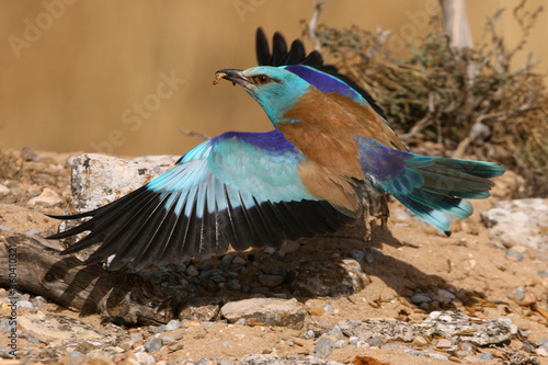 European roller flying with the last lights of the evening