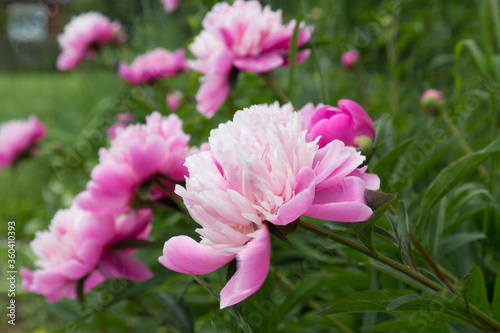 Garden flowers peonies grow in a flower bed in summer