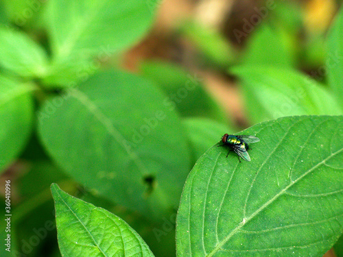 a colorful fly on a leaf close-up in the morning.