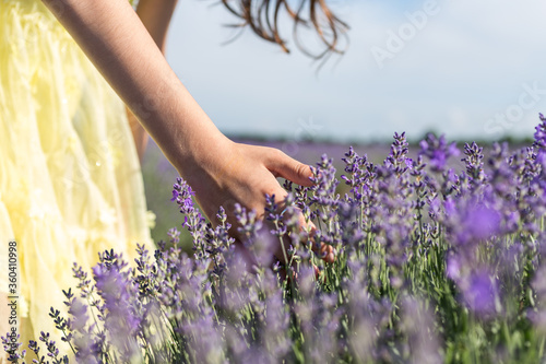 Little girl hands are touching bloomed purple lavender flower. She is wearing yellow dress, walking in a lavender field before sunset. Selective focus.