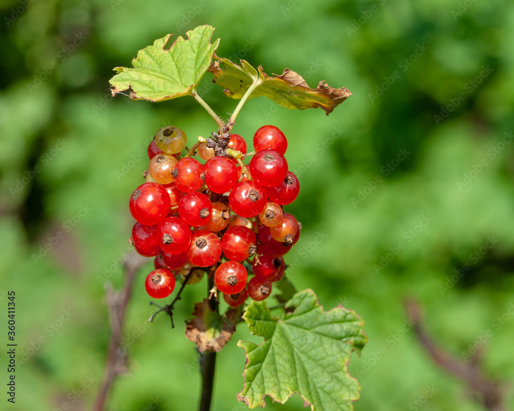 Redcurrant ripens