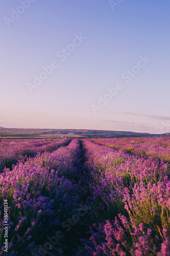 Beautiful violet lavender fields in the sunset light. Provence in France. Lavender flowers. Copy space for your text. Flat lay style. Top view.