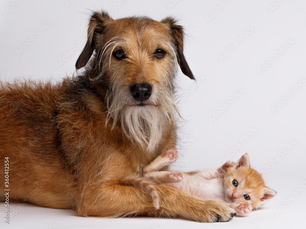 dog and kitten dog and kitten