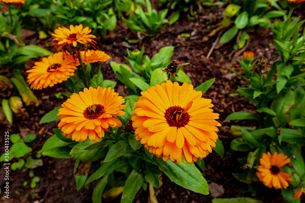 calendula yellow flowers in the garden