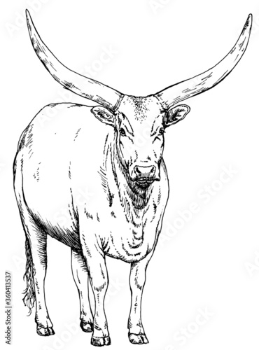 Hand drawn realistic sketch of a long horned ankole, Vector illustration